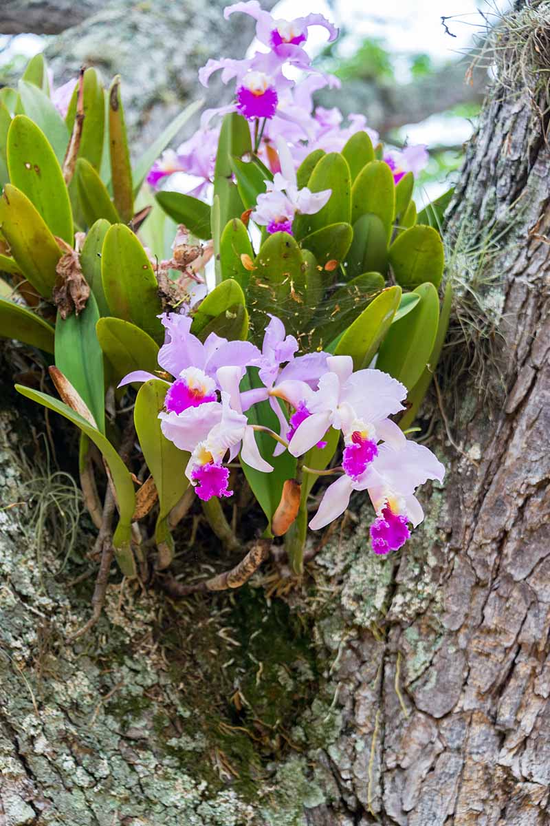 Cattleya Trianae Care Secrets: Expert Guide - SIAE2 Digital Hub